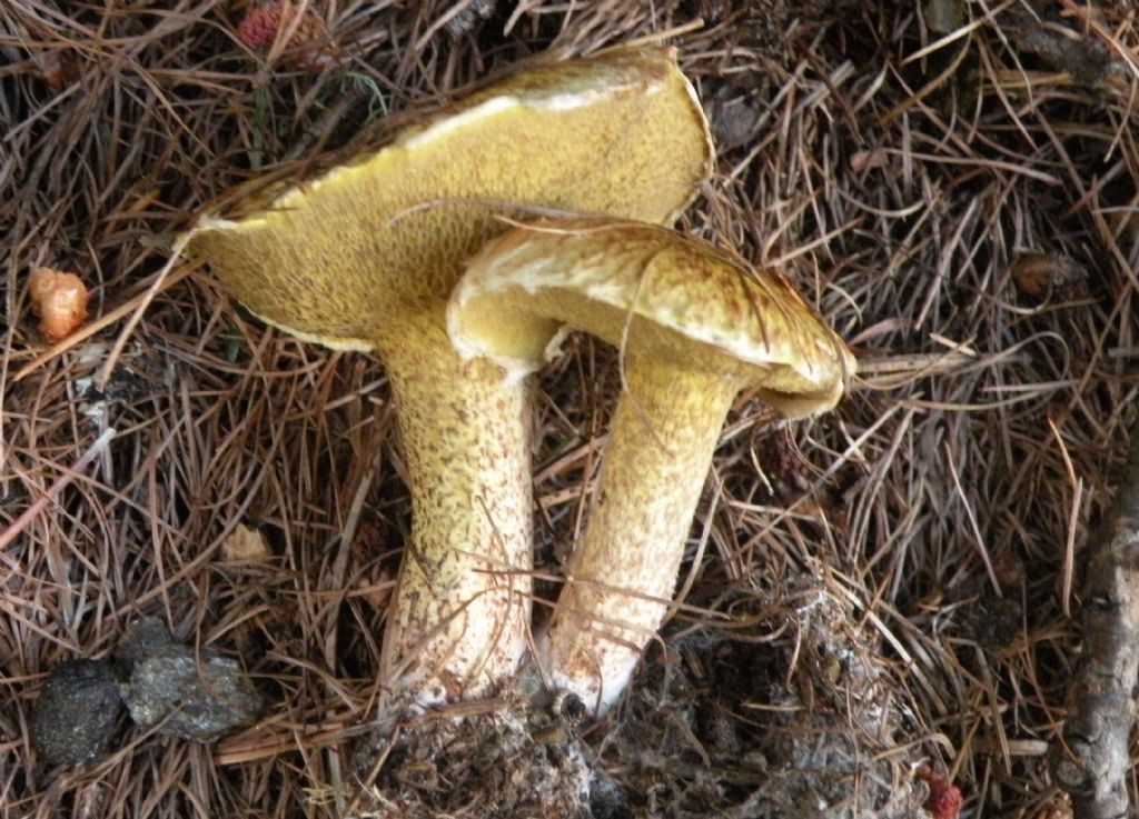 Due ipotesi, inadeguate